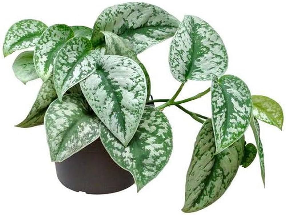 Silver Pothos